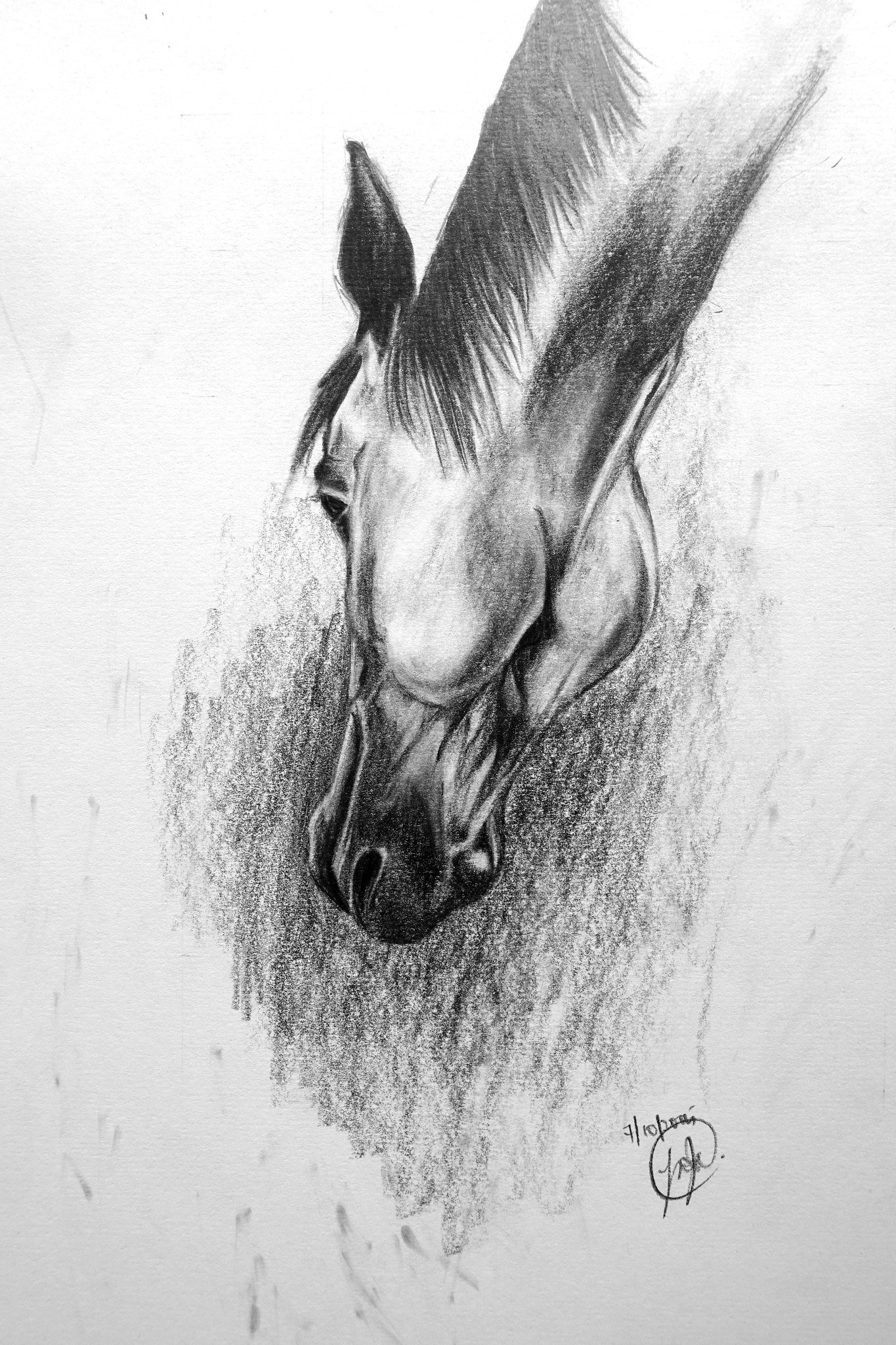 Horse Sketches