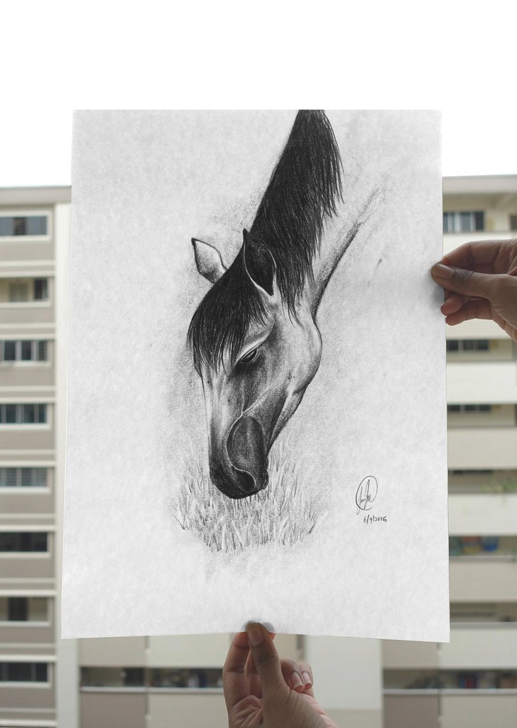 Horse Sketches